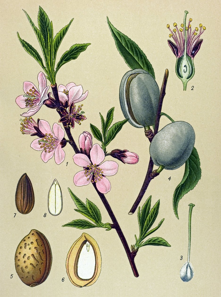 لوحة نباتية. أميجدالين (اللوز): لوز مشترك (Amygdalus communis) بواسطة فنان غير معروف