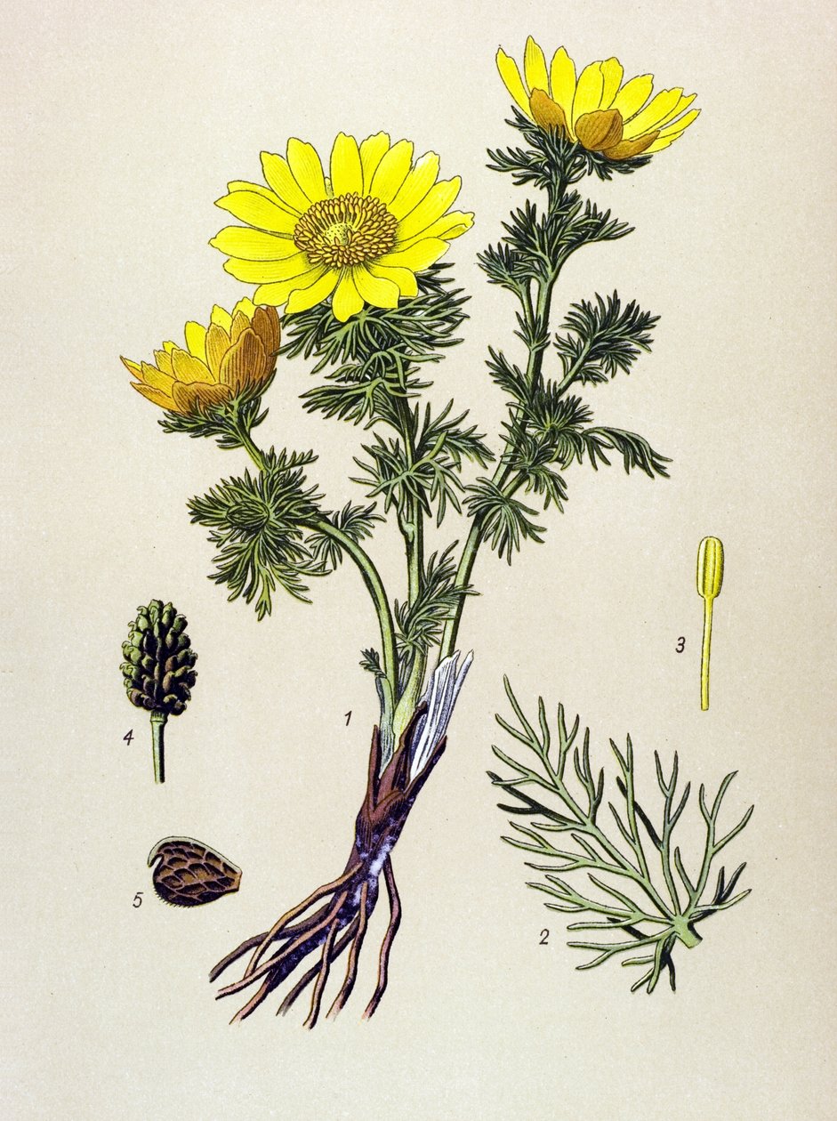 لوحة نباتية. السم (السامة) والنباتات الطبية: ربيع Adonis (Adonis vernalis) بواسطة فنان غير معروف