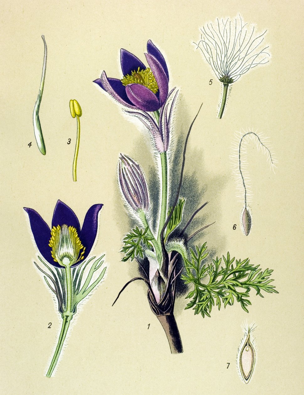 لوحة نباتية. نبات وريدي (سام) وطبي: شقائق النعمان Pulsatille أو Pulsatilla الشائعة (Anemone pulsatilla ، Pulsatilla vulgaris) بواسطة فنان غير معروف