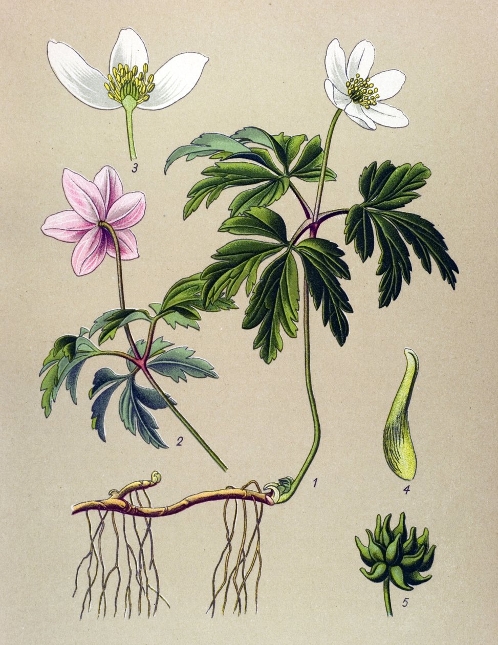 لوحة نباتية. نبات وريدي (سام) وطبي: شقائق النعمان سيلفي أو شقائق النعمان من الغابة (Anemone nemorosa) بواسطة فنان غير معروف