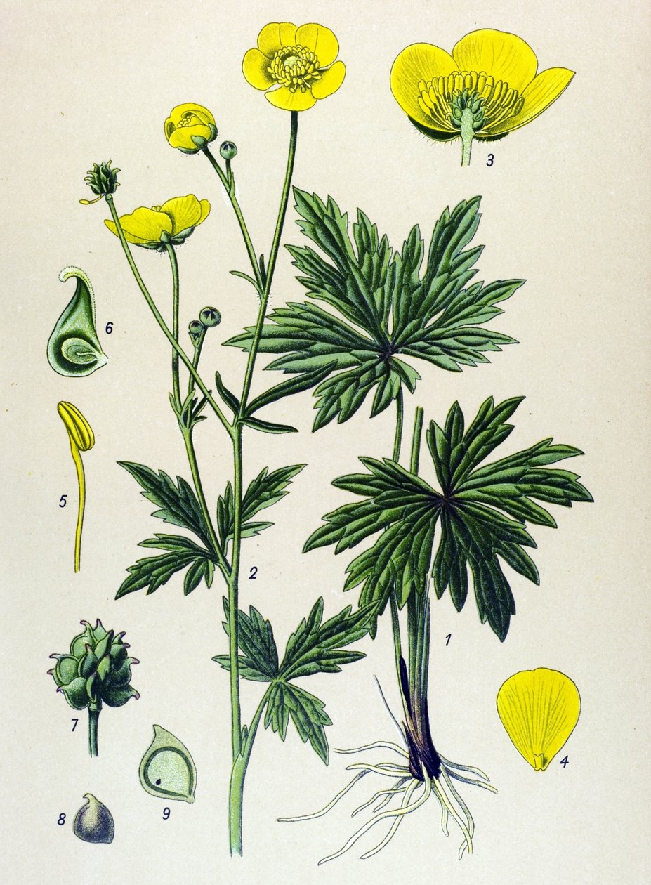 لوحة نباتية. نباتات وريدية (سامة) وطبية: الحوذان (Ranunculus acris) بواسطة فنان غير معروف