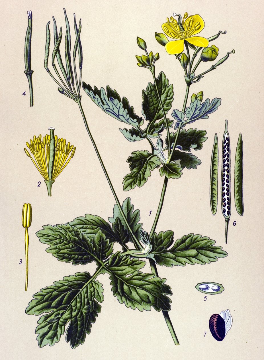 لوحة نباتية. نبات وريدي (سام) وطبي: Chelidoine أو Chelidoine كبير (Chelidonium majus) بواسطة فنان غير معروف