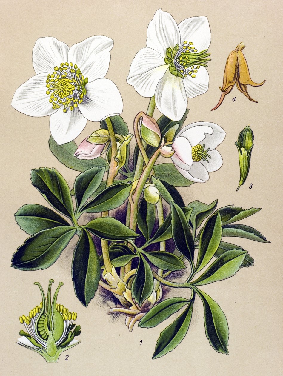 لوحة نباتية. نبات وريدي (سام) وطبي: وردة عيد الميلاد (Helleborus niger) بواسطة فنان غير معروف