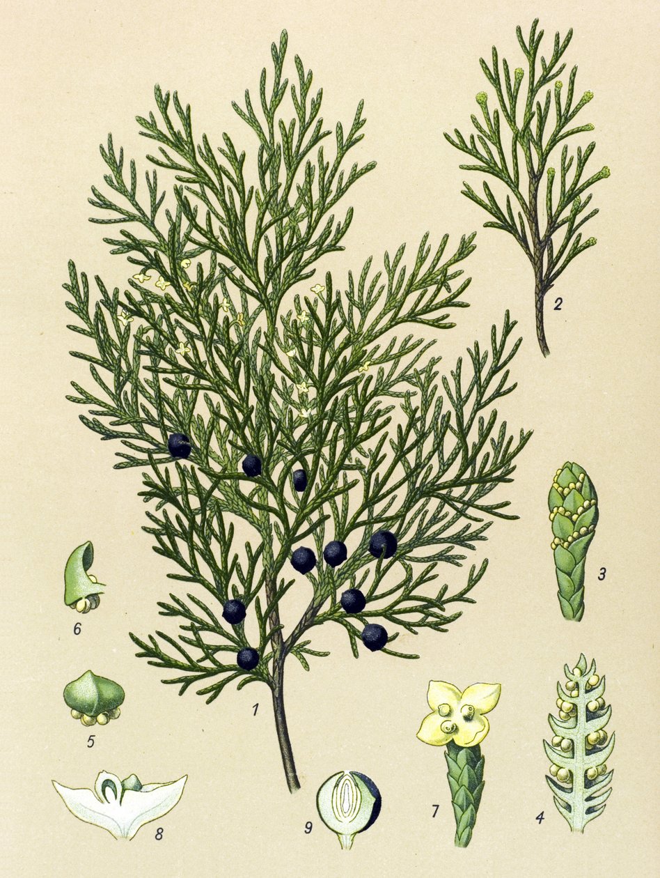 لوحة نباتية. نبات وريدي (سام) وطبي: سابين العرعر (Juniperus sabina) بواسطة فنان غير معروف