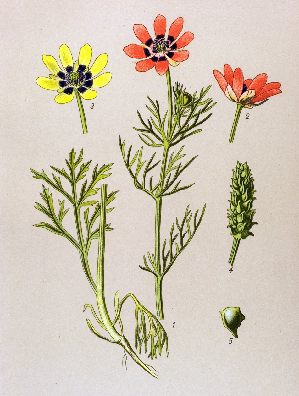 لوحة نباتية. نبات وريدي (سام) وطبي: صيف Adonis (Adonis aestivalis) بواسطة فنان غير معروف