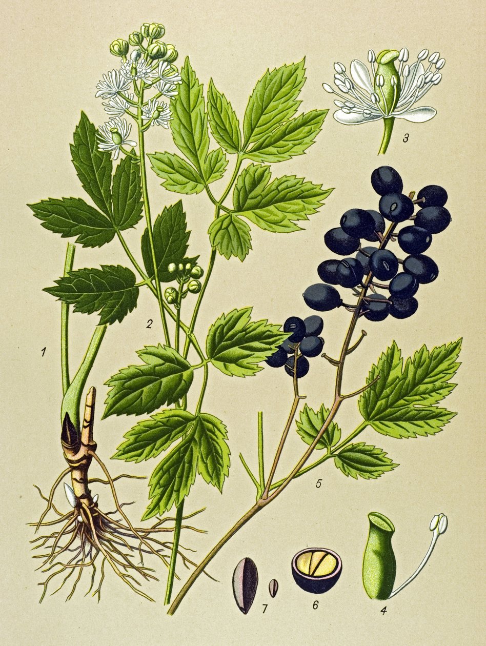 لوحة نباتية. نبات وريدي (سام) وطبي: صيف Adonis (Adonis aestivalis) بواسطة فنان غير معروف