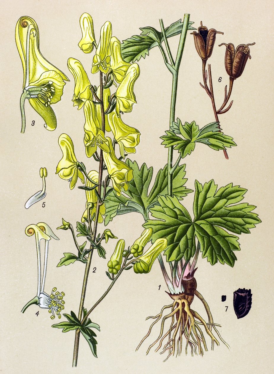 لوحة نباتية. نبات وريدي (سام) وطبي: قاتل الذئب أو قاتل الذئب (Aconitum lycoctonum) بواسطة فنان غير معروف