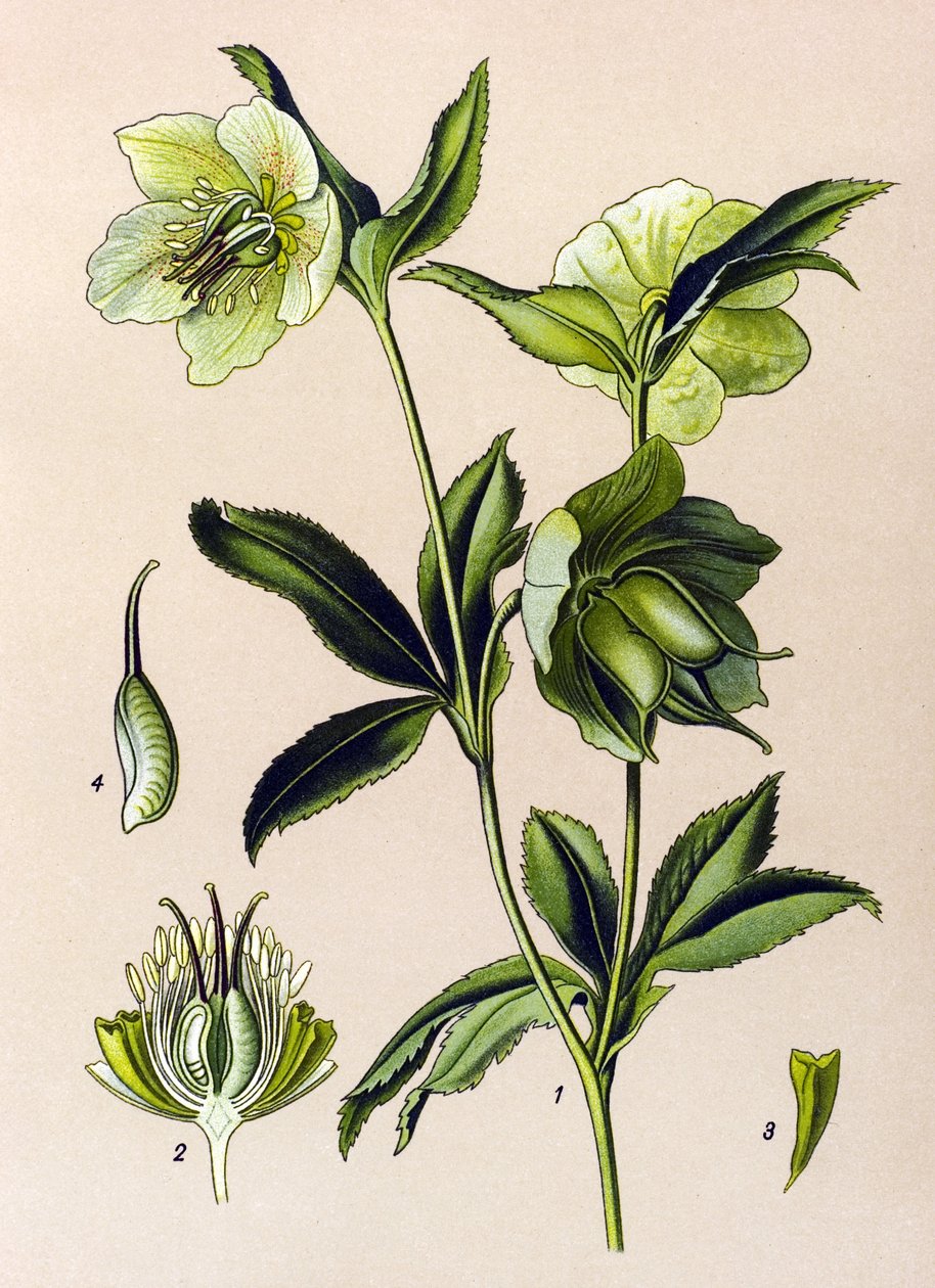 لوحة نباتية. نبات وريدي (سام) وطبي: خربق أخضر (Helleborus viridis) بواسطة فنان غير معروف