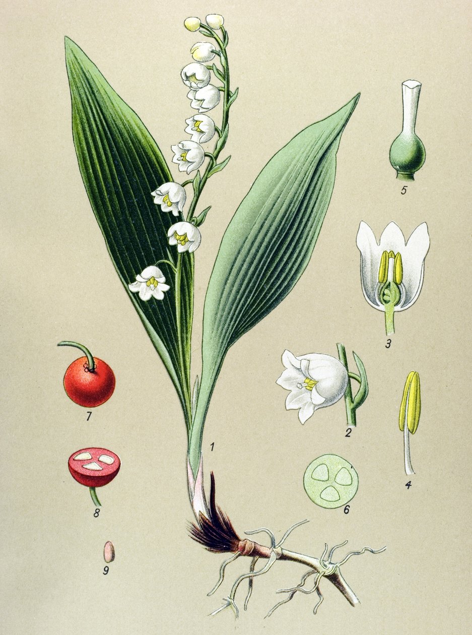 لوحة نباتية. نباتات وريدية (سامة) وطبية: زنبق الوديان أو زنبق الوادي (Convallaria majalis) بواسطة فنان غير معروف