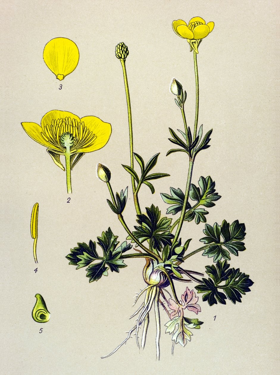 لوحة نباتية. نبات وريدي (سام): حوذان منتفخ أو برعم ذهبي (حوذان بصلي) بواسطة فنان غير معروف