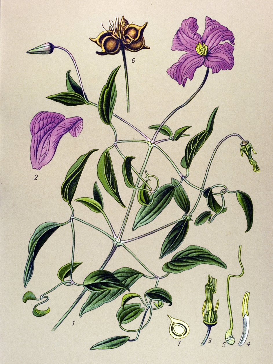لوحة نباتية. نبات وريدي (سام): نبات Clematite أو كرمة كاذبة (Clematis viticella) بواسطة فنان غير معروف