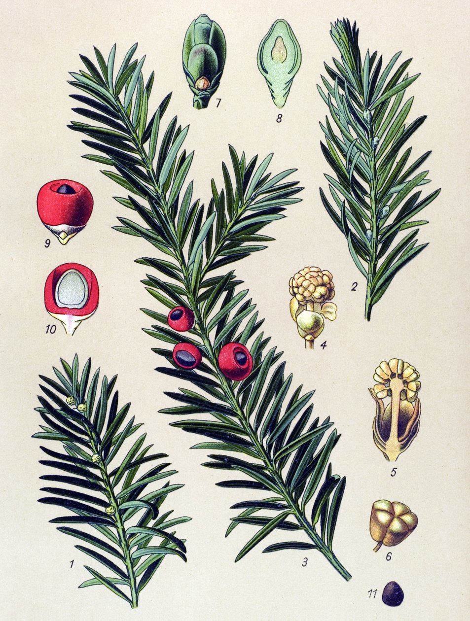 لوحة نباتية. نبات وريدي (سام): الطقسوس الشائع (Taxus baccata) بواسطة فنان غير معروف