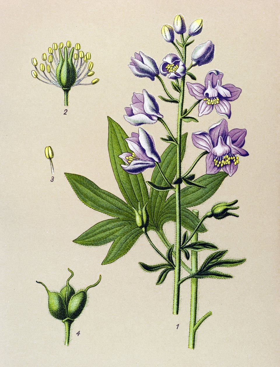 لوحة نباتية. نبات وريدي (سام): Dolphinella staphysegar (Delphinium staphysagria) بواسطة فنان غير معروف