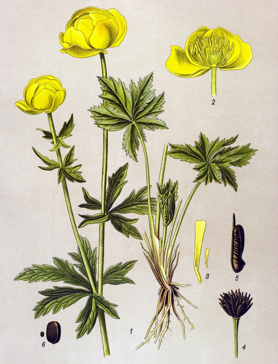 لوحة نباتية. نبات وريدي (سام): القزم الأوروبي (Trollius europaeus) بواسطة فنان غير معروف