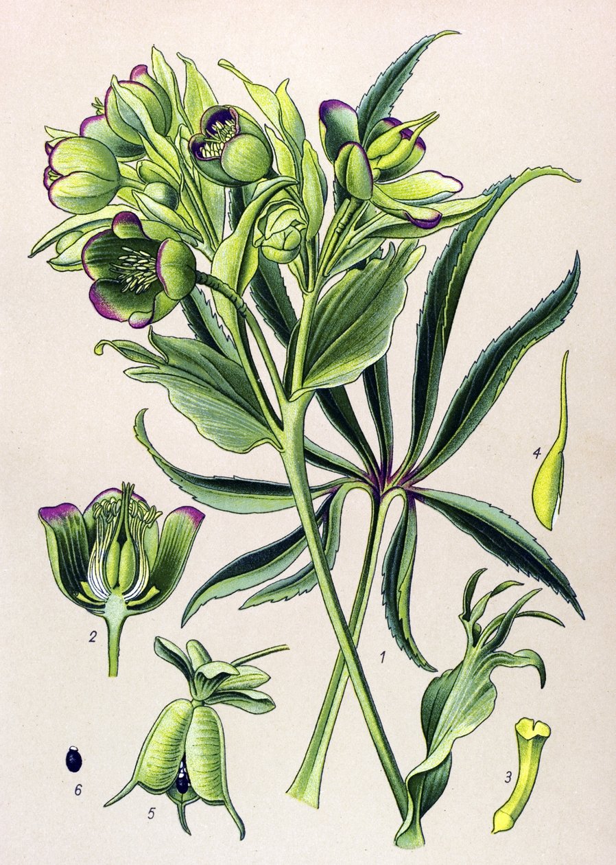 لوحة نباتية. النبات السام (السام): نتيد خربق أو نتيد خربق (Helleborus foetidus) بواسطة فنان غير معروف