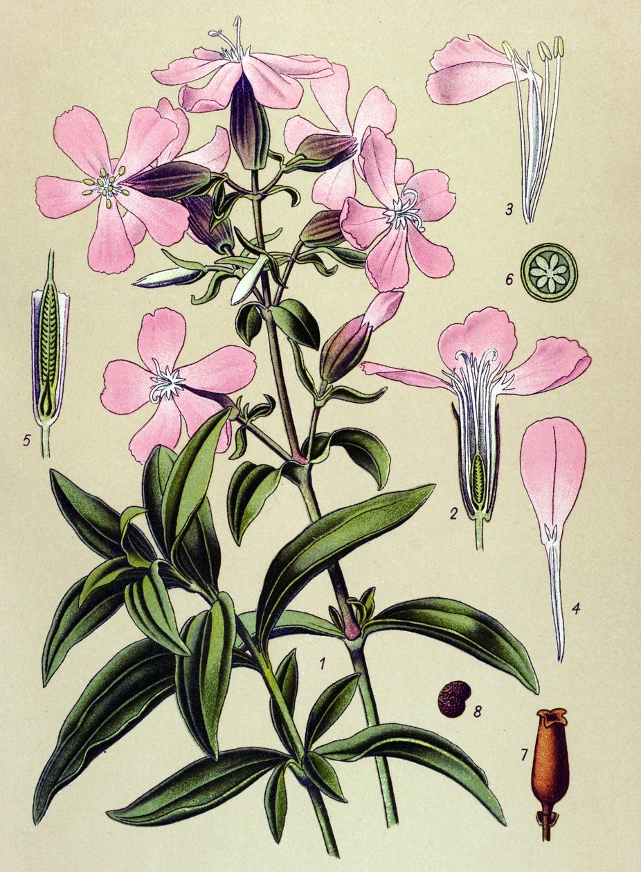 لوحة نباتية. نبات وريدي (سام) ونبات طبي: saponaria officinalis (Saponaria officinalis) بواسطة فنان غير معروف