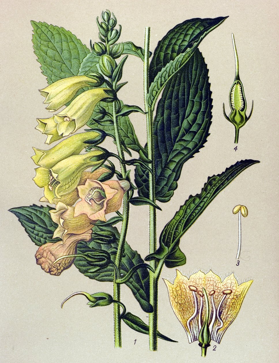 لوح نباتي ، نبات: رقمي كبير الأزهار (Digitalis grandiflora) بواسطة فنان غير معروف