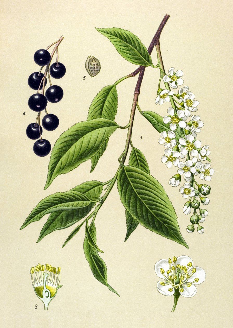 لوح نباتي ، نبات: شجرة الكرز (Prunus padus) بواسطة فنان غير معروف