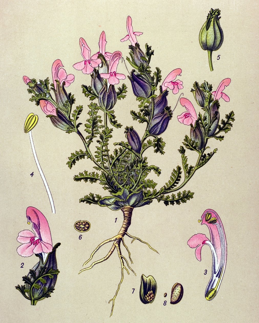 لوح نباتي ، نبات: Pedicularis sylvatica بواسطة فنان غير معروف