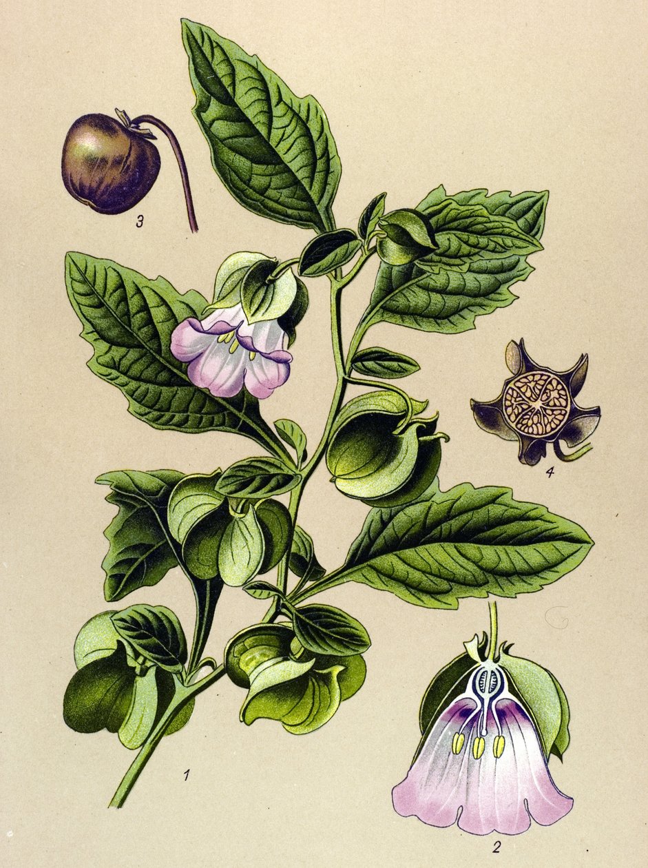 لوح نباتي ، نبات: كمثرى بيرو أو تفاح بيرو (Nicandra physaloides) بواسطة فنان غير معروف