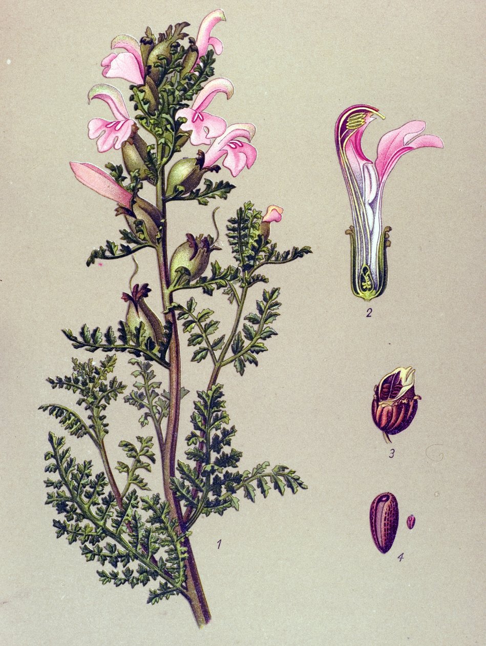 لوح نباتي ، نبات: مستنقع بيديولار (Pedicularis palustris) بواسطة فنان غير معروف