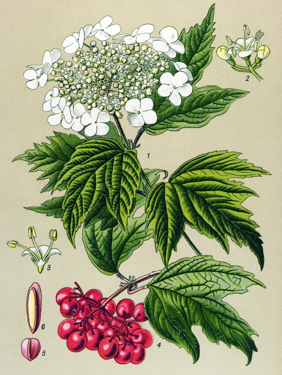 لوح نباتي ، نبات: بومة الويبرنوم (Viburnum opulus) بواسطة فنان غير معروف