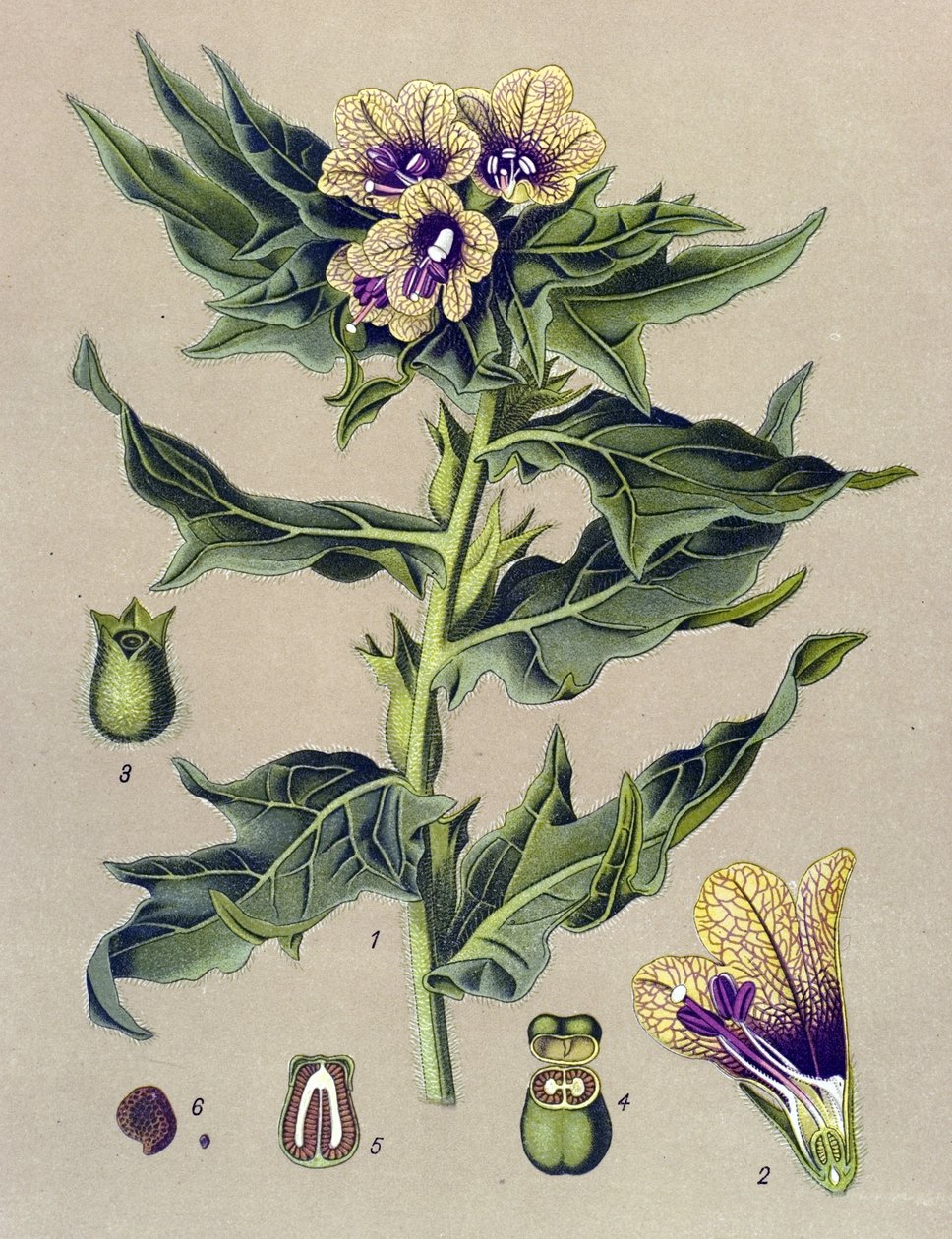 لوح نباتي ، نبات: حافة سوداء (Hyoscyamus niger) بواسطة فنان غير معروف