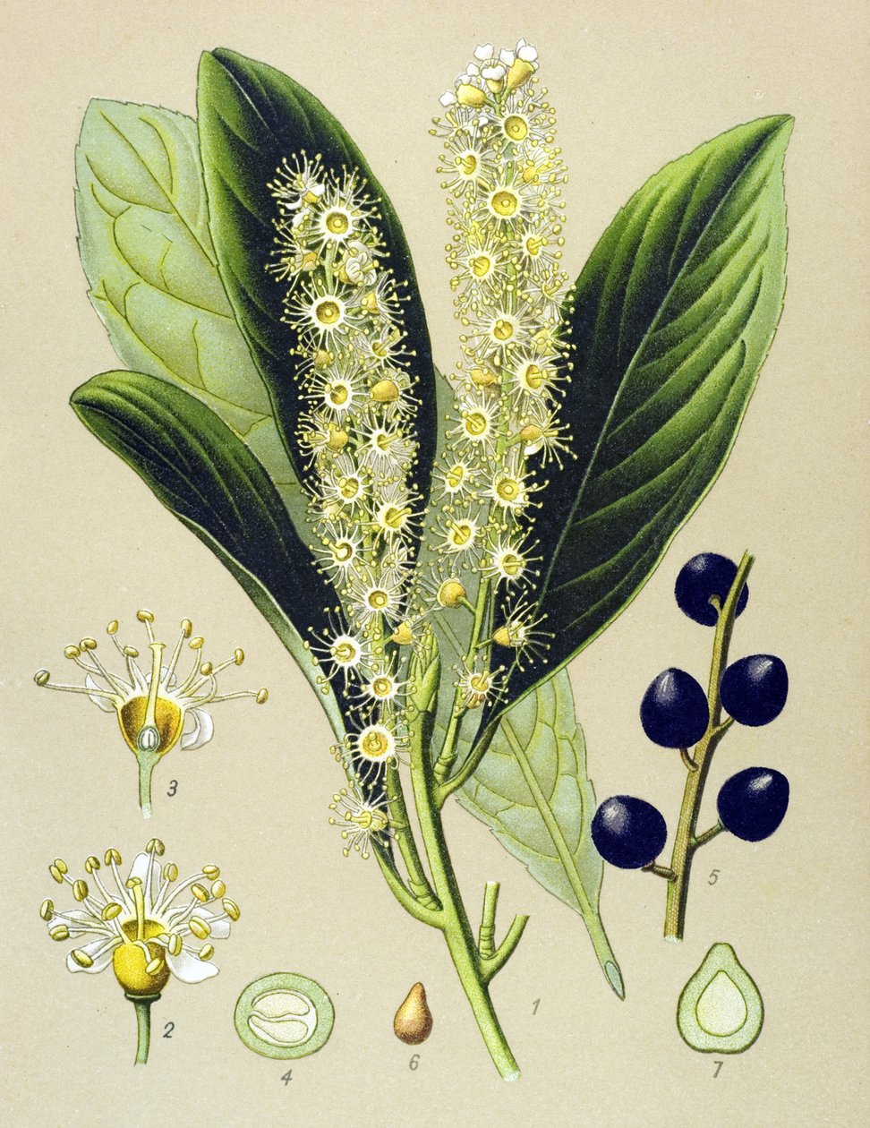 لوح نباتي ، نبات: خليج الكرز (Prunus Laurocerasus) بواسطة فنان غير معروف