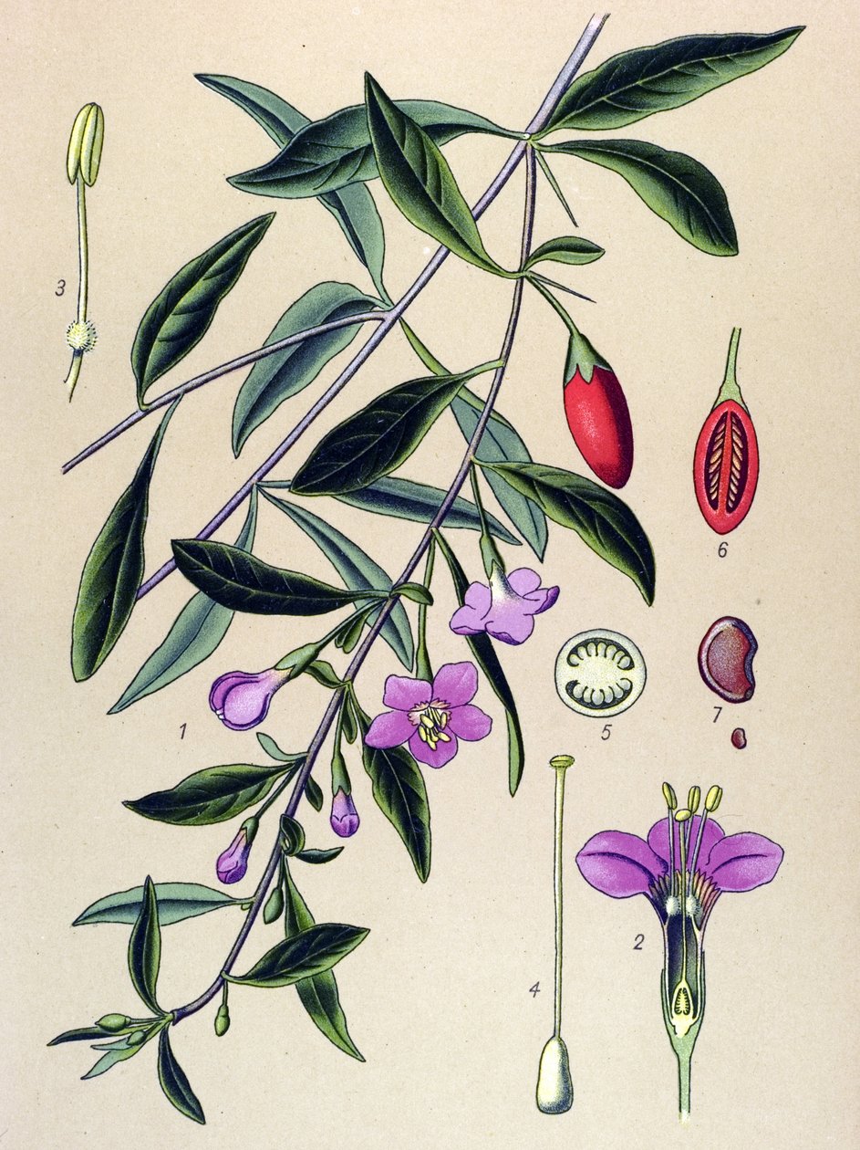 اللوح النباتي ، نبات الطب الصيني التقليدي: الليسيات الشائعة (Lycium halimifolium) بواسطة فنان غير معروف