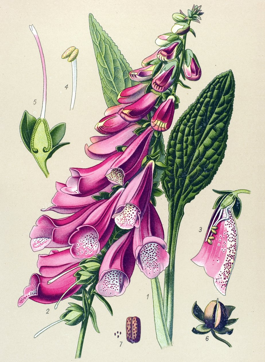 لوحة نباتية، نبات: أرجواني رقمي (Digitalis Purpurea) بواسطة فنان غير معروف