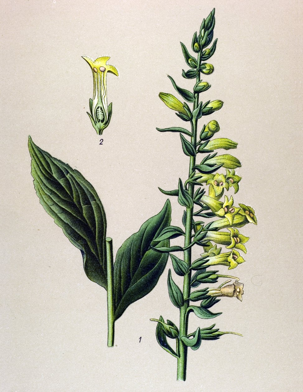 لوحة نباتية، نبات: أصفر أو رقمي صغير (Digitalis lutea) بواسطة فنان غير معروف