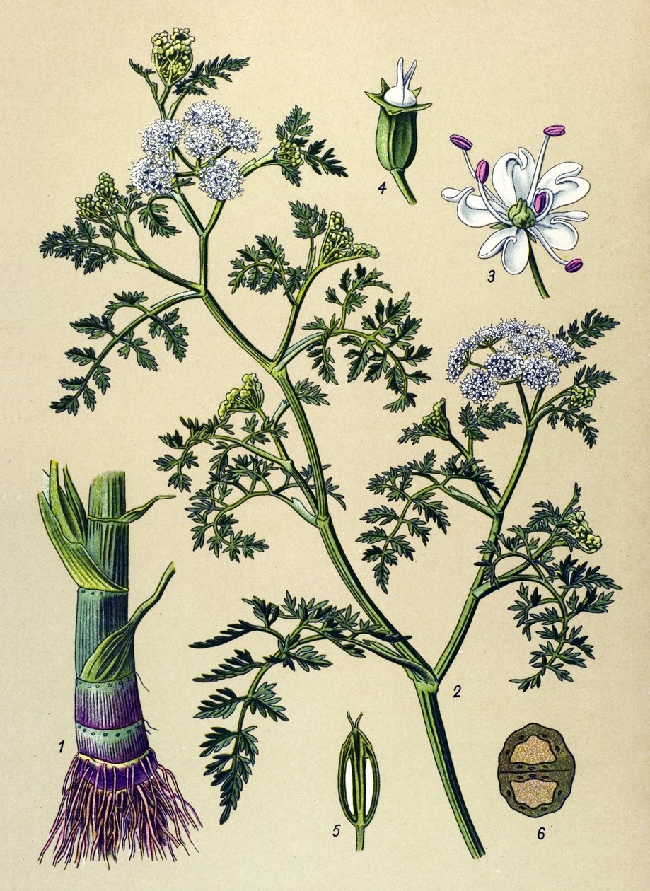 لوح نباتي ، نباتات سامة وطبية: Oenanthe Aquatica (Oenanthe aquatica) بواسطة فنان غير معروف
