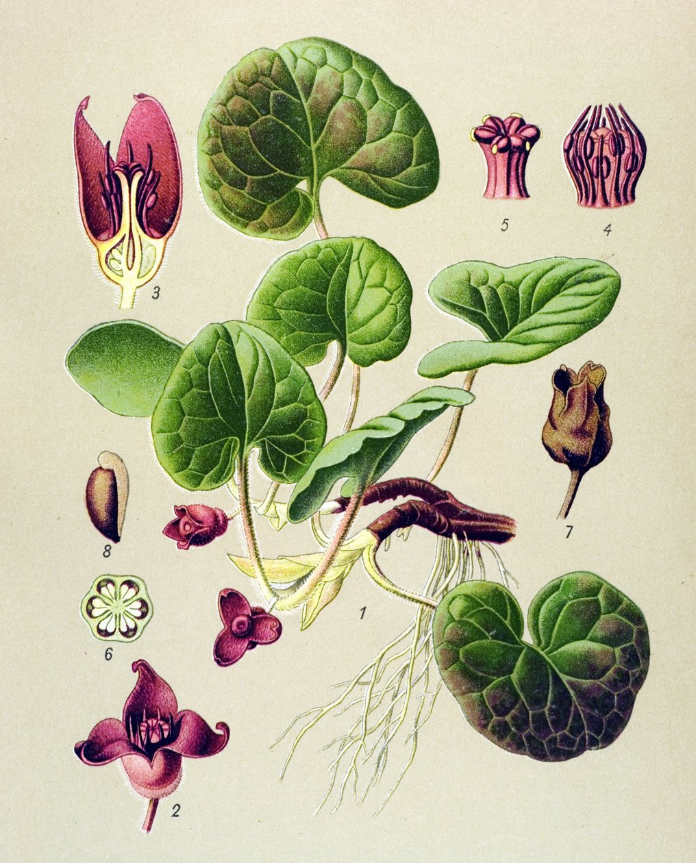 لوح نباتي ، نباتات سامة وطبية: Asaret of Europe (Asarum europaeum) بواسطة فنان غير معروف