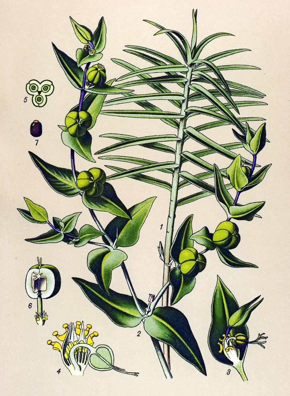 اللوح النباتي والنباتات السامة والطبية: Euphorbia epurge (Euphorbia lathyris) بواسطة فنان غير معروف