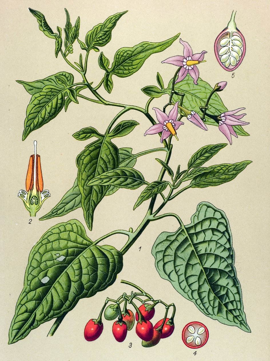 اللوح النباتي والنباتات السامة والطبية: المر الحلو (Solanum dulcamara) بواسطة فنان غير معروف