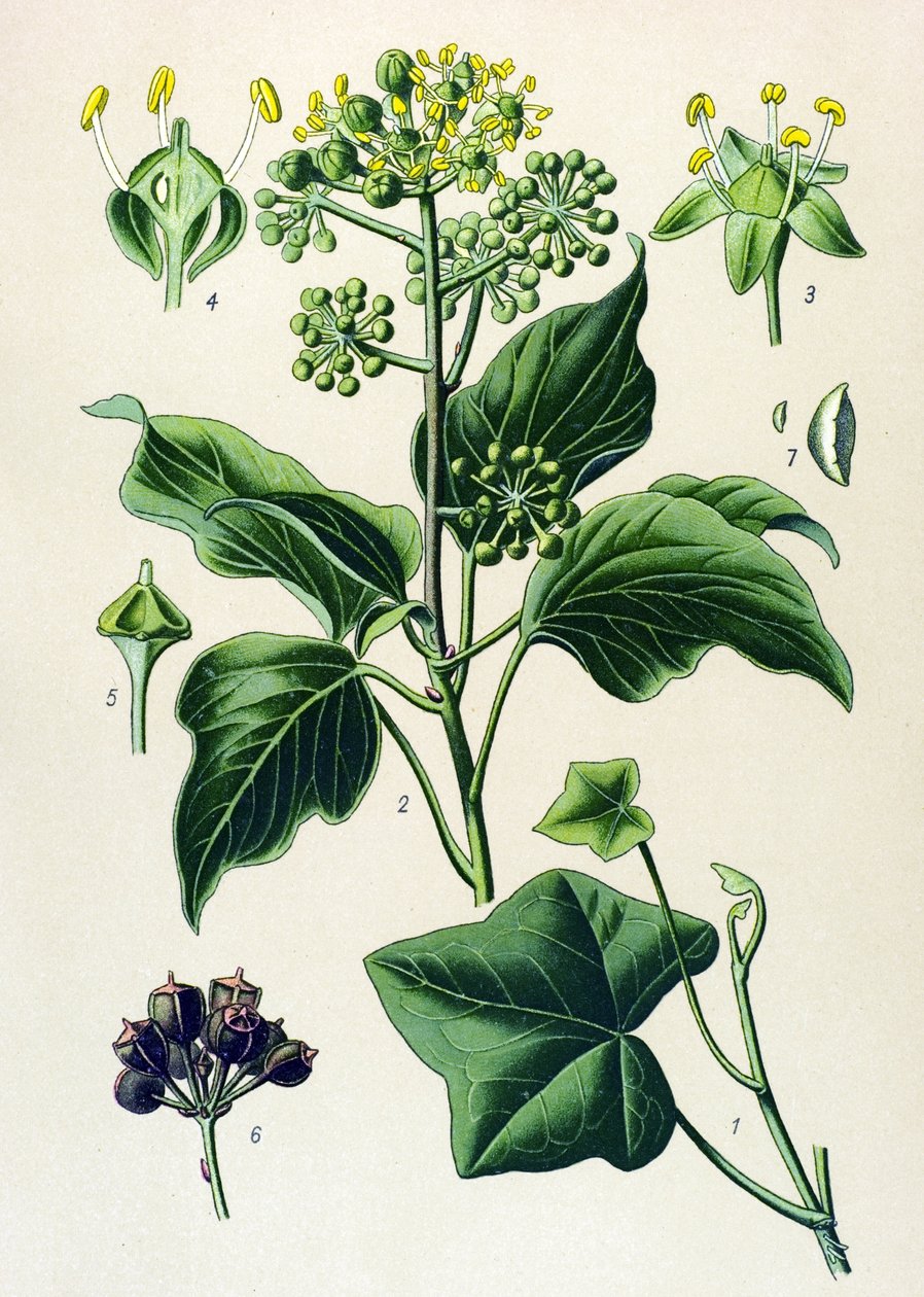 لوح نباتي ، نباتات سامة وطبية: تسلق اللبلاب أو اللبلاب الشائع (Hedera helix) بواسطة فنان غير معروف