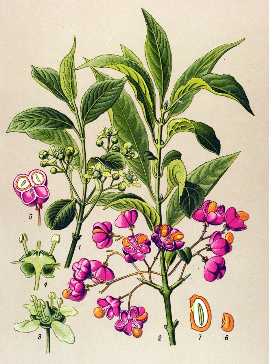 لوح نباتي ، نبات سام: فحم أوروبي (Euonymus europaeus) بواسطة فنان غير معروف