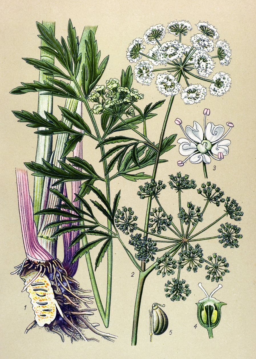 اللوح النباتي الوريدي (السام) والنبات الطبي: الشوكران المائي (Cicuta virosa). بواسطة فنان غير معروف