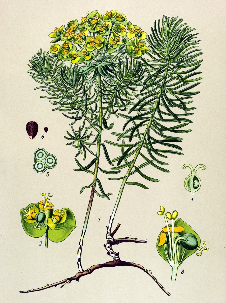 اللوح النباتي والنباتات الوريدية (السامة) والنباتات الطبية: نباتات نبات السرو الصغيرة (Euphorbia cyparissias) بواسطة فنان غير معروف