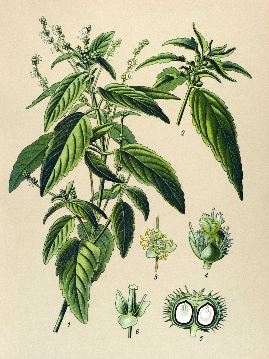 لوح نباتي ، نبات سام (سام): زئبقي سنوي (Mercurialis annua) بواسطة فنان غير معروف