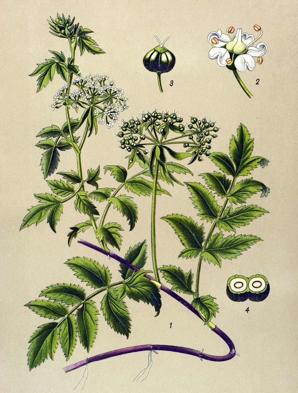 لوح نباتي ، نبات وريدي (سام): Berle (Berula angustifolia) بواسطة فنان غير معروف