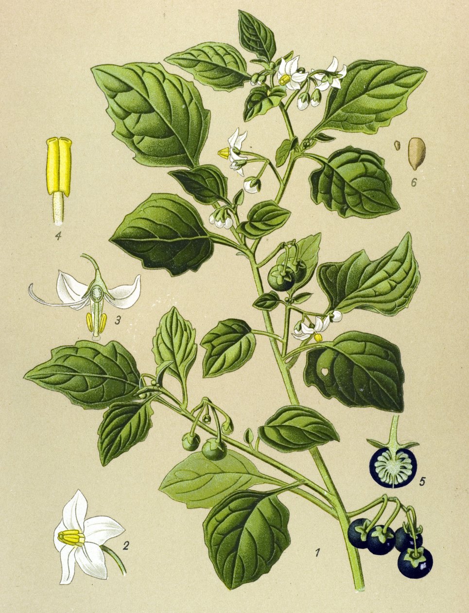 لوح نباتي ، نبات وريدي (سام): الباذنجان الأسود (Solanum nigrum) بواسطة فنان غير معروف