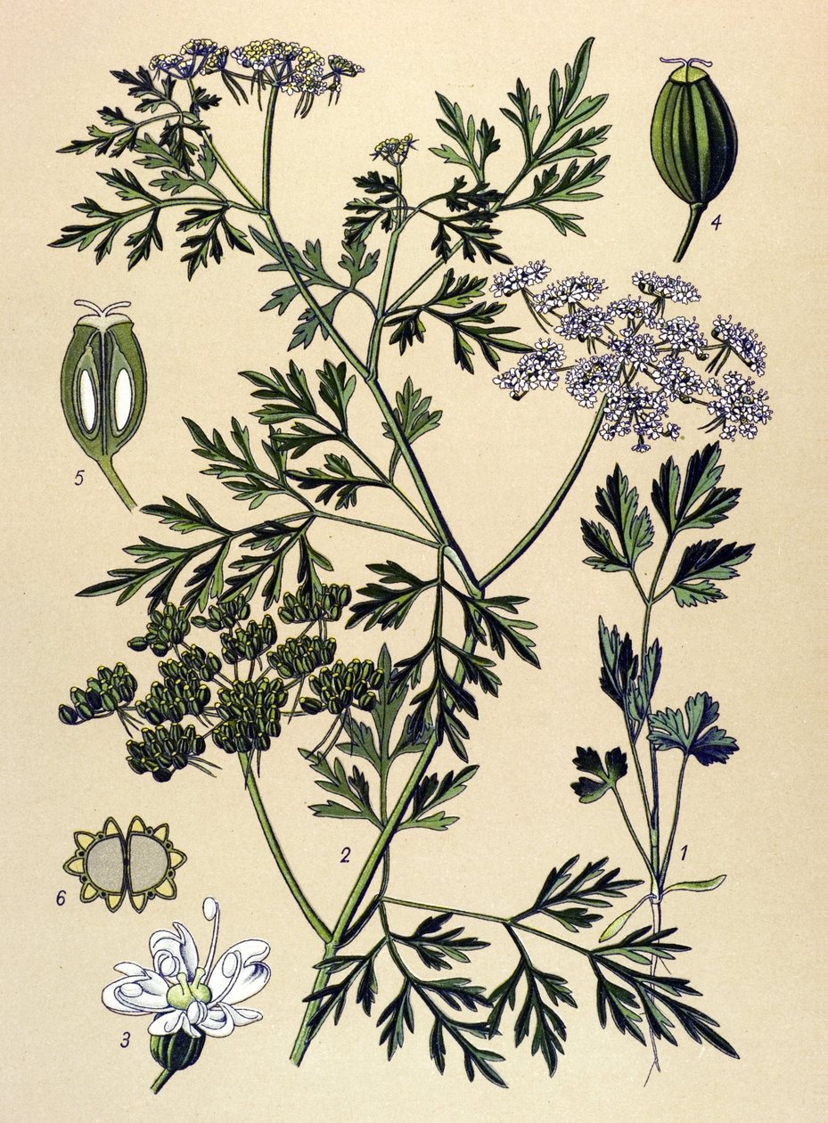 لوح نباتي ، نبات سام (سام): بقدونس كلب أو بقدونس مزيف (Aethusa cynapium) بواسطة فنان غير معروف