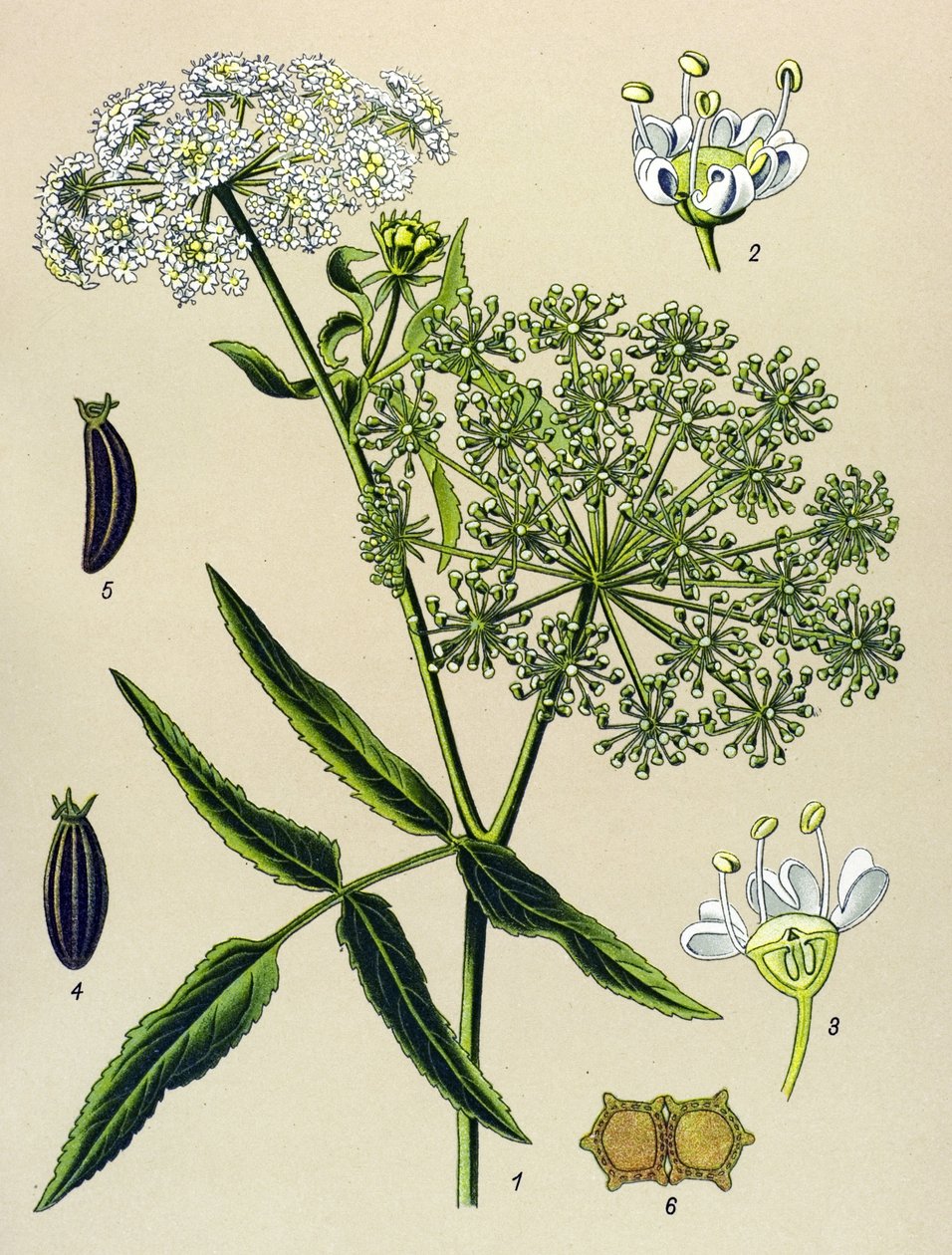 لوح نباتي ، نبات وريدي (سام): Great Berle (Sium latifolium) بواسطة فنان غير معروف