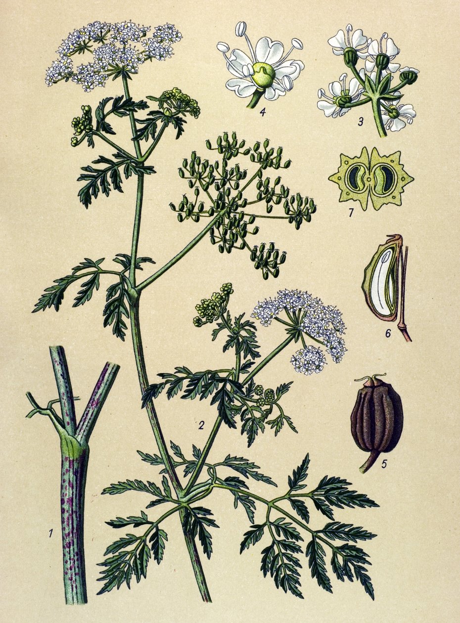 لوح نباتي ، نبات وريدي (سام): الشوكران (Conium maculatum) بواسطة فنان غير معروف