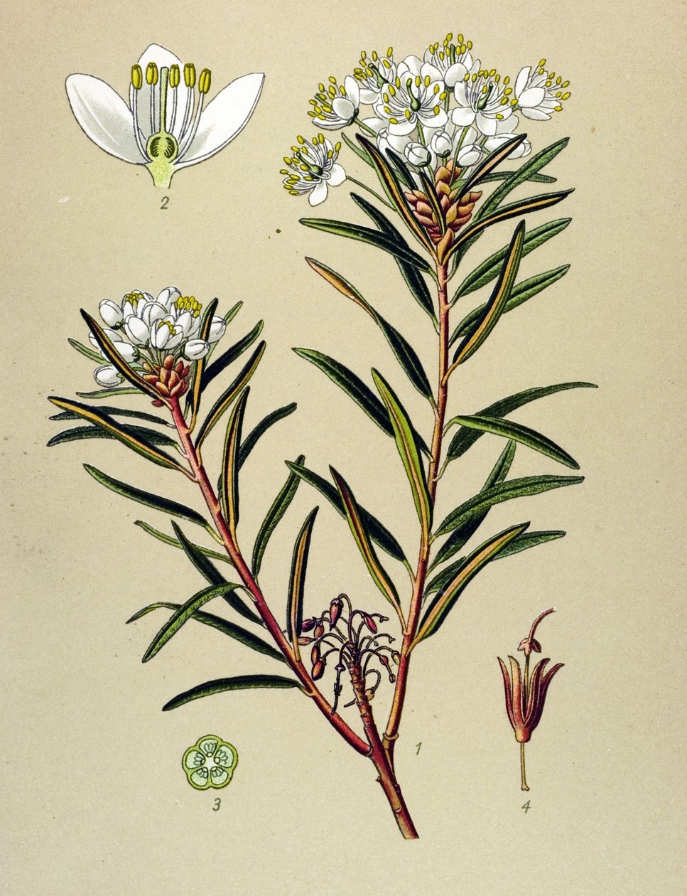 لوح نباتي ، نبات وريدي (سام): مارش ليدون (Ledum palustre) بواسطة فنان غير معروف