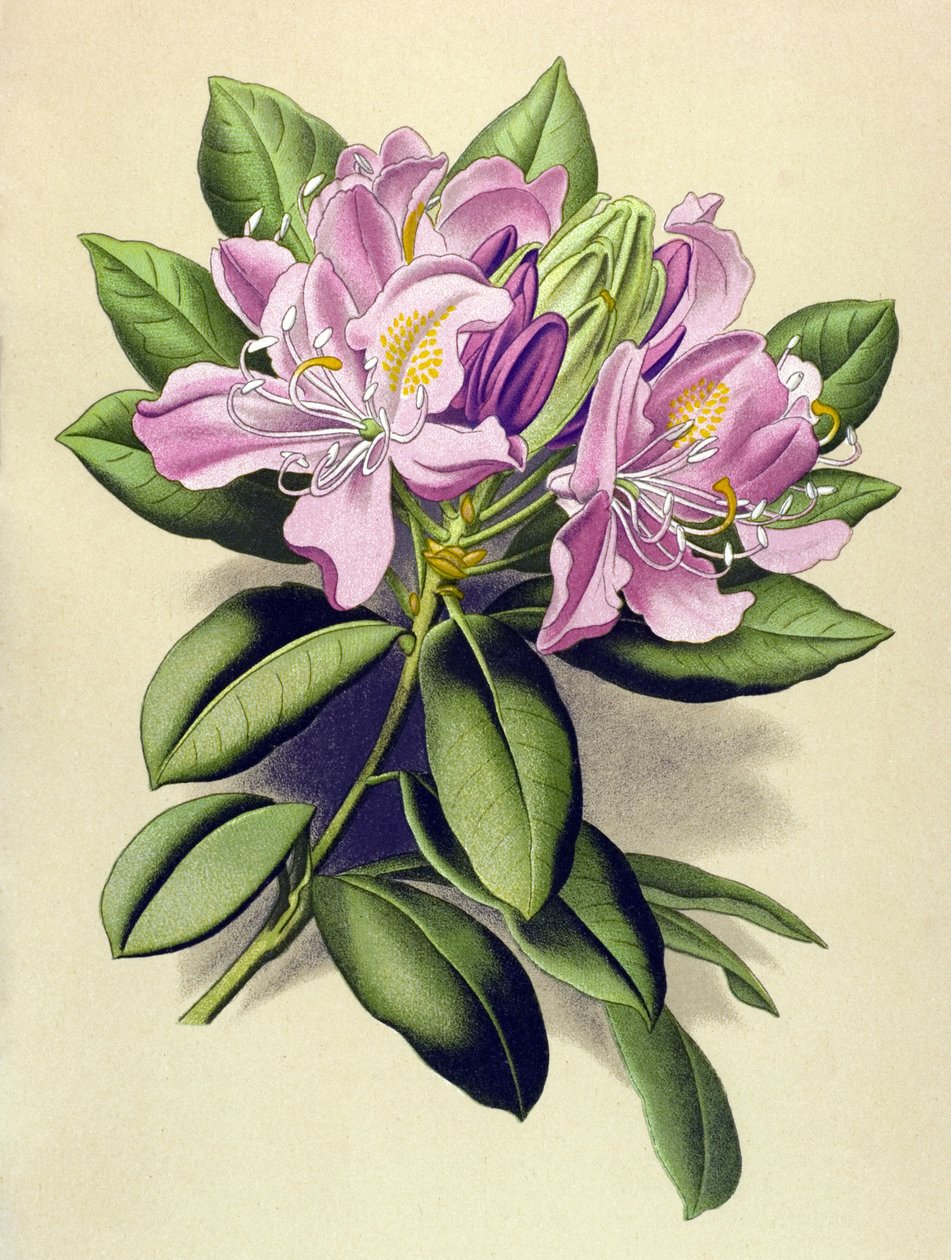 لوح نباتي ، نبات وريدي (سام): Pontic Rhododendron (Rhododendron pontium) بواسطة فنان غير معروف