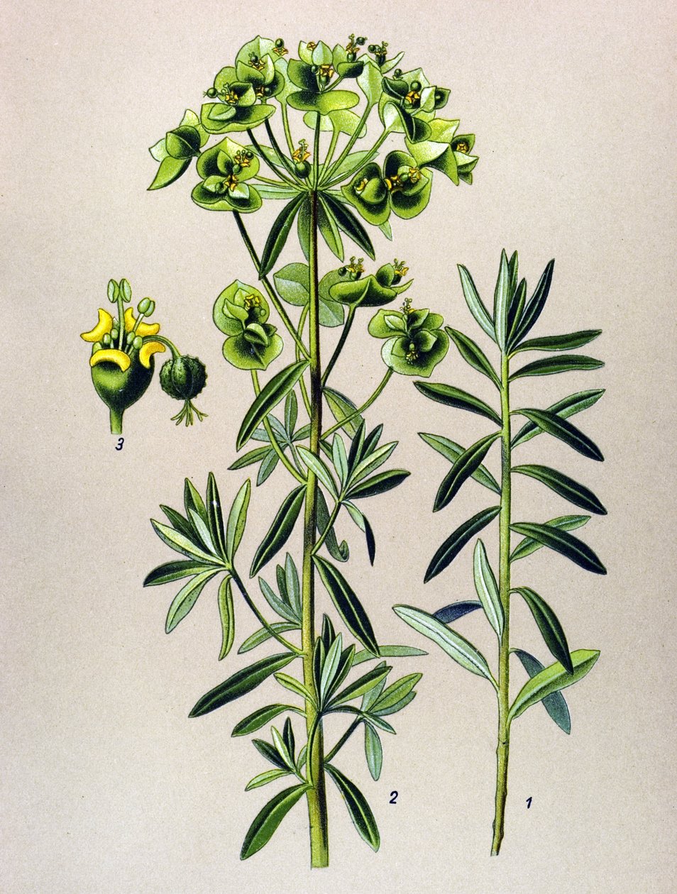 لوح نباتي ، نبات وريدي (سام): جولة يول أو الفربيون بيبلس (Euphorbia Peplus) بواسطة فنان غير معروف