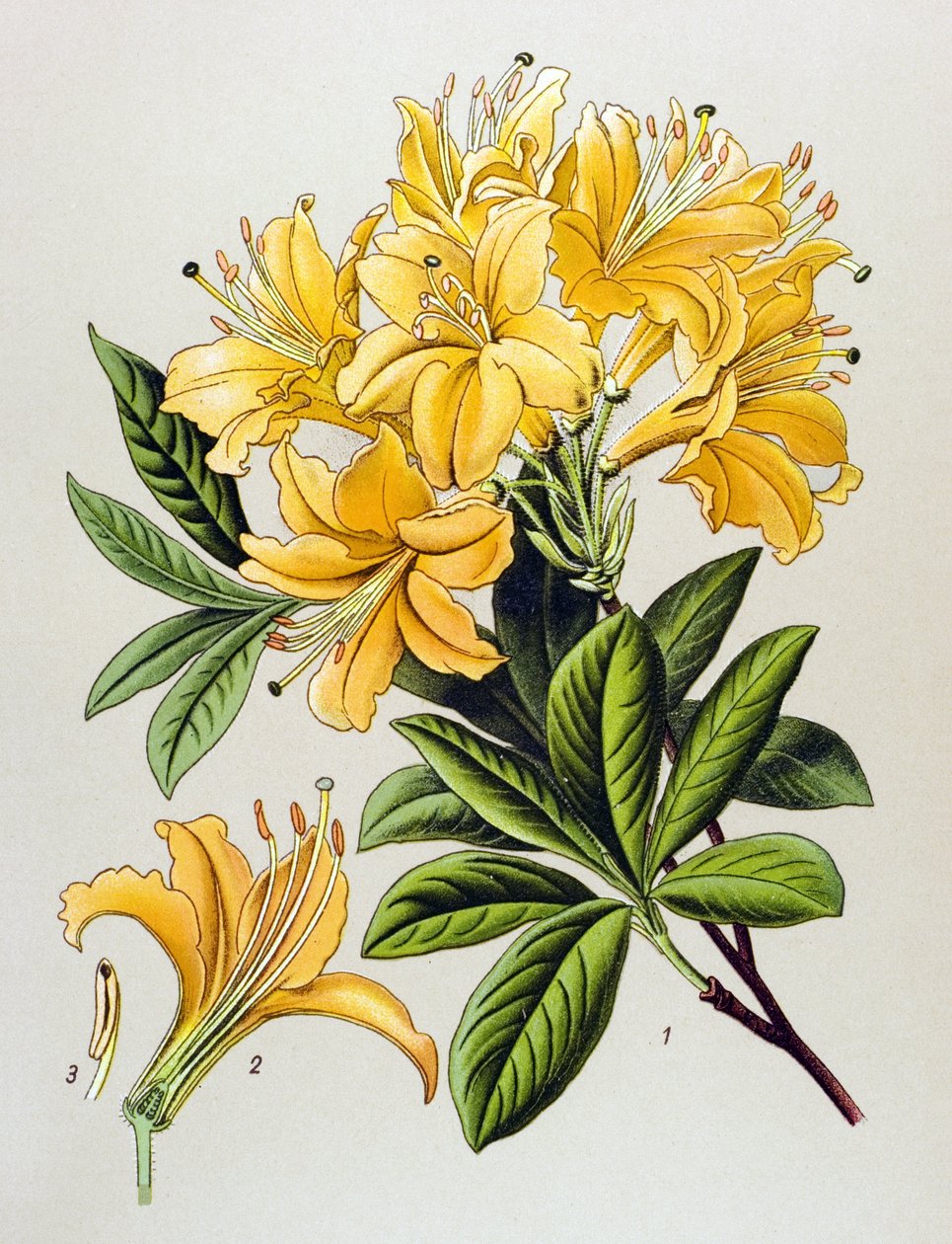 لوح نباتي ، نبات وريدي (سام): أزالي أصفر (Rhododendron luteum) بواسطة فنان غير معروف