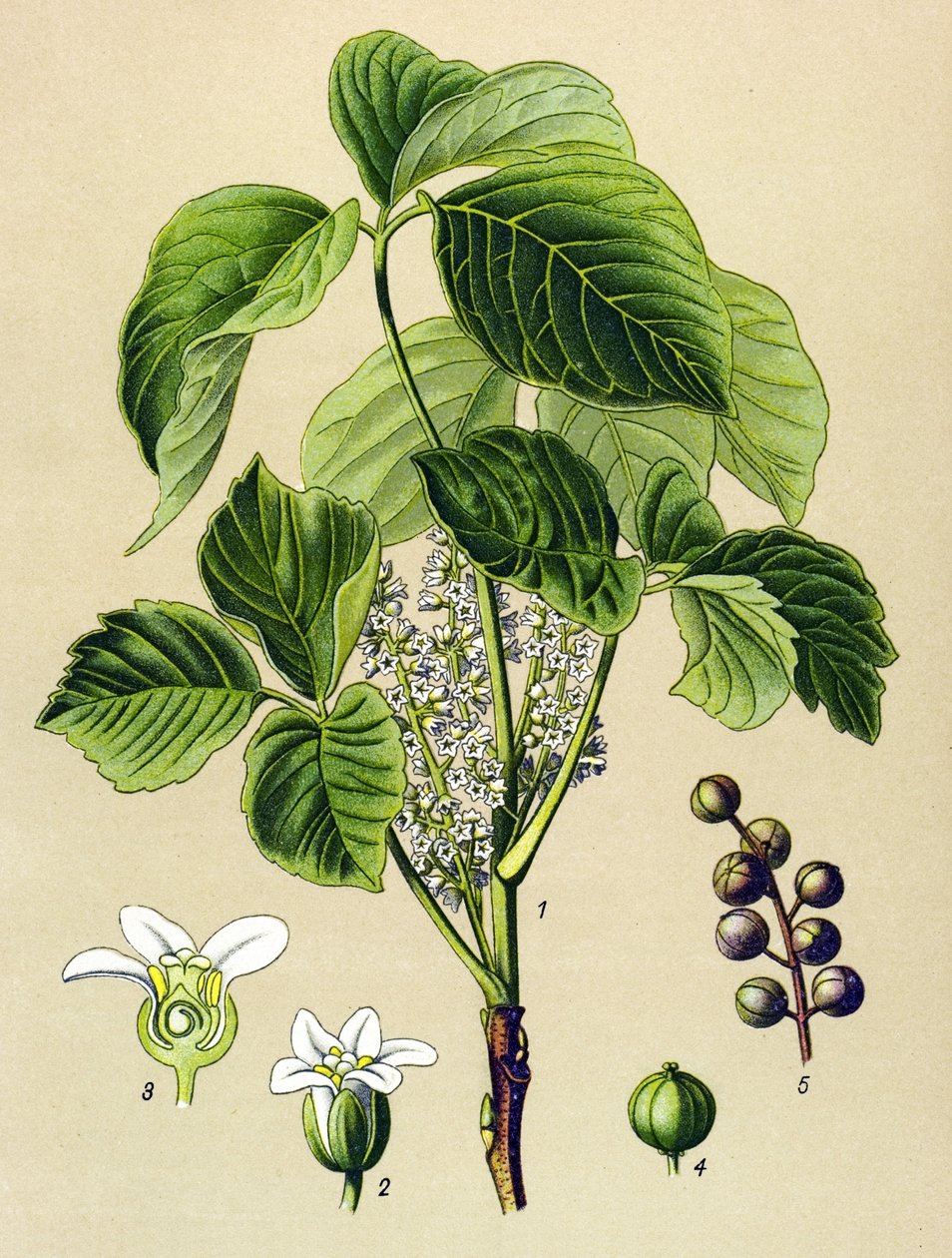 لوح نباتي ، نبات وريدي (سام): تسلق السماق (Rhusoxodendron) بواسطة فنان غير معروف